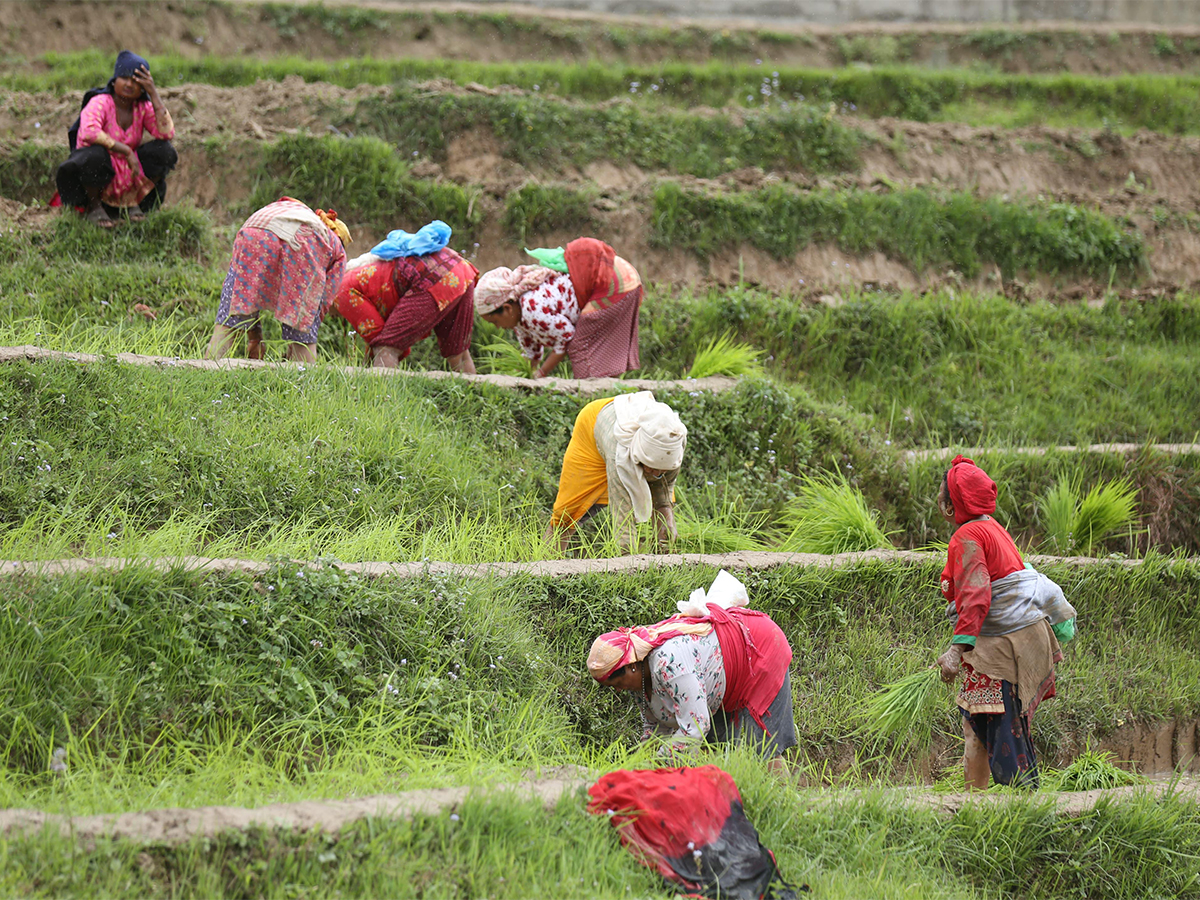 Splashing mud and singing, Nepal marks “Paddy Day” celebrating rice and rituals (Photo/ANI) Splashing mud and singing, Nepal marks “Paddy Day” celebrating rice and rituals (Photo/ANI)