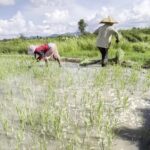 Ethnic conflict leaves farmlands abandoned in Manipur, threatens livelihoods and…