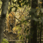 Kaziranga’s roaring success: Home to world’s 3rd highest tiger density,…