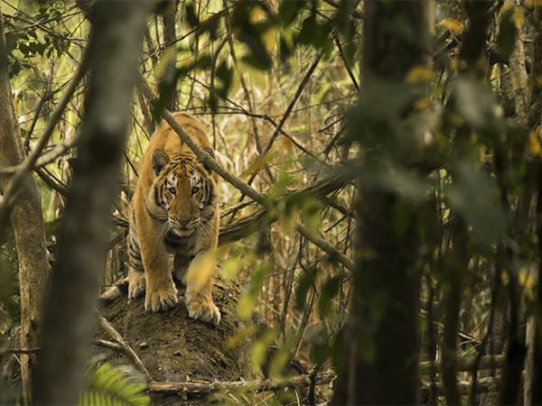 Kaziranga ranks 3rd in tiger density (Photo/Kaziranga National Park Release) Kaziranga ranks 3rd in tiger density (Photo/Kaziranga National Park Release)