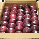 India’s first digital apple market launched by Adani Agri-Fresh in…