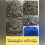 Mumbai customs seizes Rs 8 crore worth of Hydroponic weed…