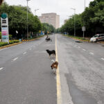 India’s top court orders Delhi authorities to move stray dogs…