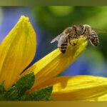 Air pollution makes it difficult for bees to find flowers:…