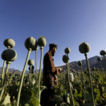 Balochistan grapples with deadly mine accidents and surge in poppy…
