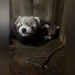Sikkim: Red panda cubs born at Himalayan Zoological Park after…