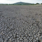 Tamil Nadu: Thirupparankundram’s major irrigation tank Thenkal Kanmai runs dry