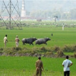 Assam Forest department gives compensation of Rs 2.17 lakh to…