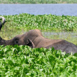 Elephant Madhuri relocated to Gujarat facility run by Vantara from…