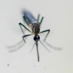Italy records 10th death due to West Nile virus