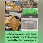 Mumbai customs seizes Rs 14 crore worth of Hydroponic weed…