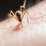 Mosquitoes carrying West Nile Virus found near Netanya