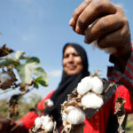 Pakistan’s cotton output plunges 30pc, Sindh records sharpest fall: PCGA