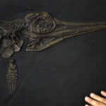 Fossils of unexplored marine lizards species from Jurassic era discovered…