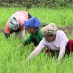 Manipur’s rural economy withers as conflict keeps farmers away from…