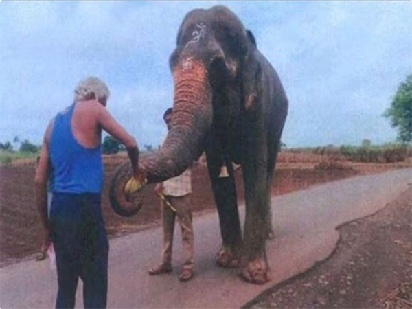 Elephant Madhuri alias Mahadevi (Photo/Radhe Krishna Elephant Welfare Trust) Elephant Madhuri alias Mahadevi (Photo/Radhe Krishna Elephant Welfare Trust)