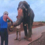 Vantara to establish rehabilitation centre for elephant Madhuri in Kolhapur