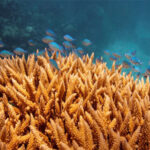 Australia’s Great Barrier Reef suffers most widespread coral bleaching on…