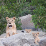 World Lion Day 2025: Barda Sanctuary thrives with 17 lions,…