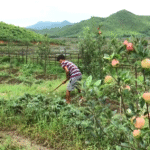 Manipur farmers find sweet success in apples