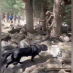 Indian Army canine teams deployed for search operations in Uttarkashi