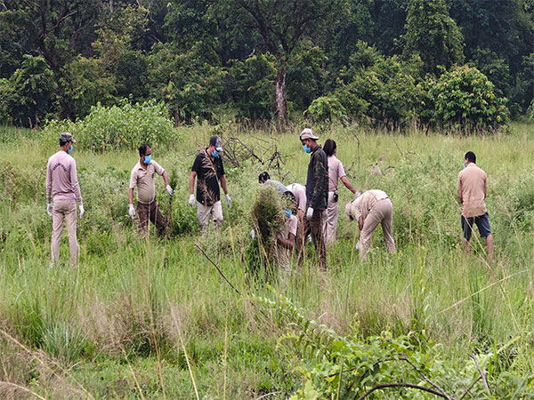 Forest staff cleared 5.2 hectares of Pobitora Wildlife Sanctuary of Parthenium (PhotoANI) Forest staff cleared 5.2 hectares of Pobitora Wildlife Sanctuary of Parthenium (PhotoANI)