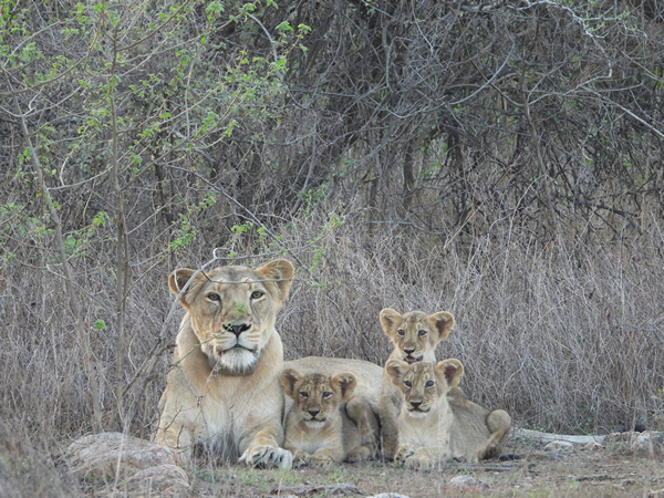 World Lion Day 2025 to be celebrated tomorrow in Gujarat (Photo /PIB) World Lion Day 2025 to be celebrated tomorrow in Gujarat (Photo /PIB)