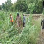 UP: Forest team launches drone search operation after leopard sighted…