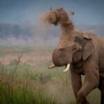 World Elephant Day to be celebrated in Coimbatore, human-elephant conflict…