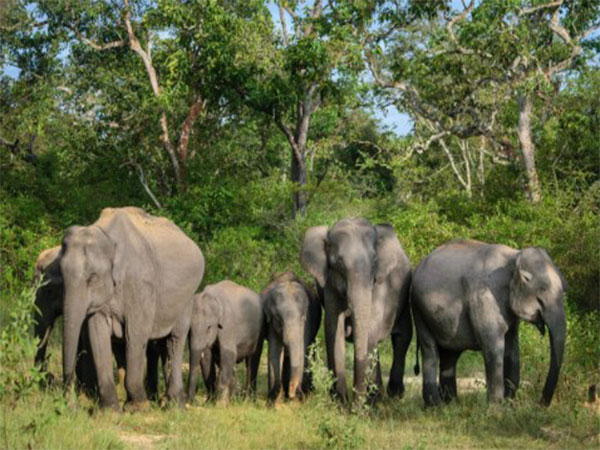 World Elephant Day 2025 to be celebrated in Coimbatore on August 12 (Photo @MoEF&CC) World Elephant Day 2025 to be celebrated in Coimbatore on August 12 (Photo @MoEF&CC)