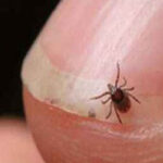 Shimla: Three test positive for scrub typhus at IGMC