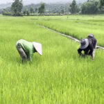 Lost harvests of Manipur’s conflict zones