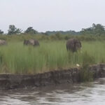 World Elephant Day observed with a call for human-elephant co-existence