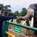 On World Elephant Day, Tamil Nadu CM MK Stalin highlights…