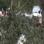 Heavy rains uproot trees in Shimla, damaging vehicles; residents demand…