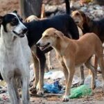 Stray dog menace escalates in Kerala; over 2.24 lakh attacks,…