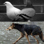Saamna criticises focus on pigeons and stray dogs over humans;…