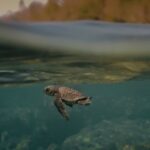 ‘Turtle Walker’ to be screened at film festival in Kerala