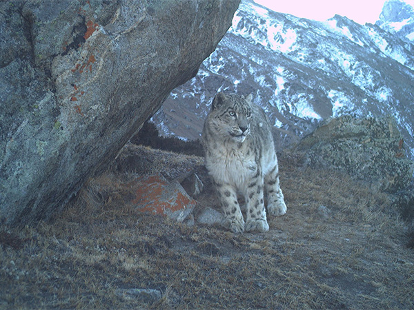 Snow leopard at Paddar, Kishtwar in Jammu and Kashmir. (Photo credit/ Nature Conservation Foundation) Snow leopard at Paddar, Kishtwar in Jammu and Kashmir. (Photo credit/ Nature Conservation Foundation)
