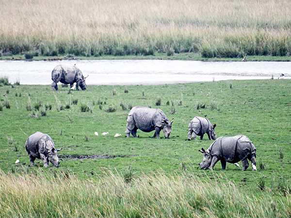 Carcass of male rhino with horn found in Pobitora Wildlife Sanctuary in Assam's Morigaon. (Photo/ANI) Carcass of male rhino with horn found in Pobitora Wildlife Sanctuary in Assam's Morigaon. (Photo/ANI)