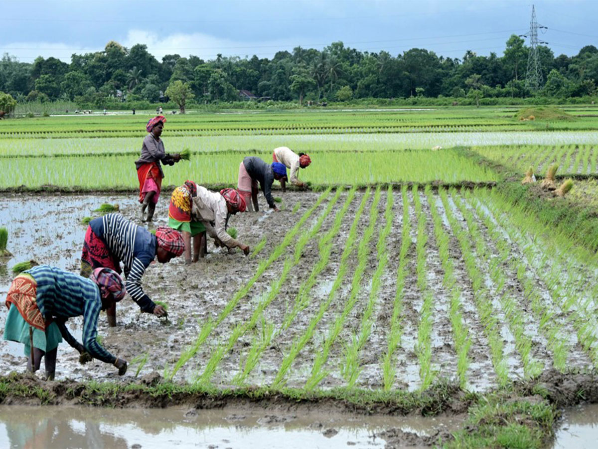 Farmers working in fields (ANI/ File Photo) Farmers working in fields (ANI/ File Photo)