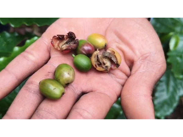 Berry Borer pest detected in coffee plantations. (Photo/ANI) Berry Borer pest detected in coffee plantations. (Photo/ANI)