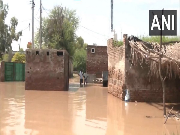 Flood affected area in Punjab's Fazilka district. (Photo/ANI) Flood affected area in Punjab's Fazilka district. (Photo/ANI)