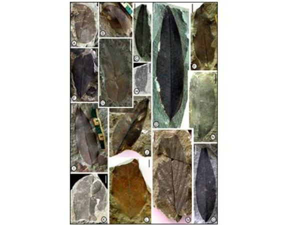 Fossil leaves collected from the Nagaland belonging to ~34 Million-year age used in the study (Photo/PIB) Fossil leaves collected from the Nagaland belonging to ~34 Million-year age used in the study (Photo/PIB)