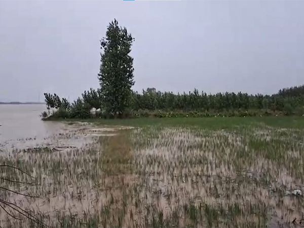 Satluj River in Ludhiana's Sasrali village overflows due to heavy rains (File Photo/ANI) Satluj River in Ludhiana's Sasrali village overflows due to heavy rains (File Photo/ANI)
