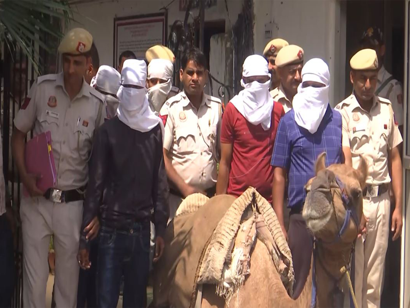 Delhi Police arrests 5, seizes illicit liquour, camels in cross-border operation (Photo/ANI) Delhi Police arrests 5, seizes illicit liquour, camels in cross-border operation (Photo/ANI)
