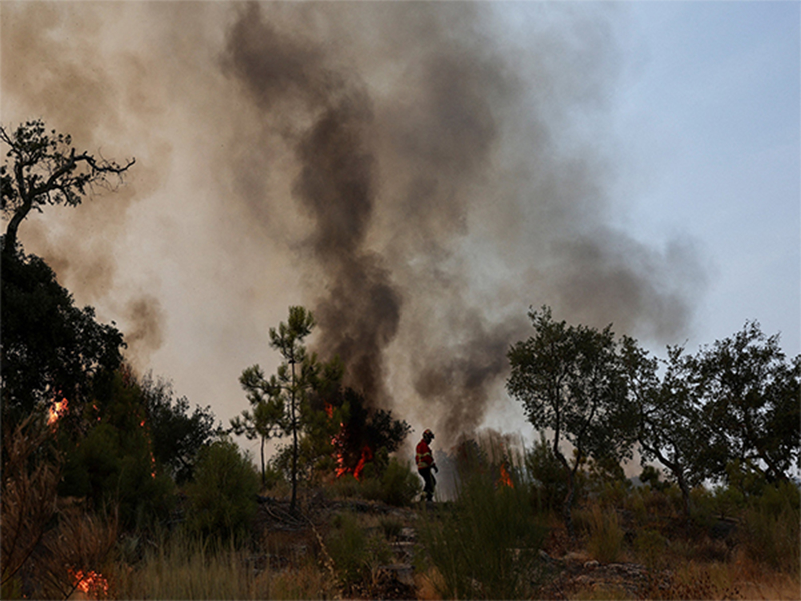 A firefighter battles flames amid burning trees and shrubs during a wildfire in Castelo Novo, Fundão, Portugal (File Photo/Reuters) A firefighter battles flames amid burning trees and shrubs during a wildfire in Castelo Novo, Fundão, Portugal (File Photo/Reuters)