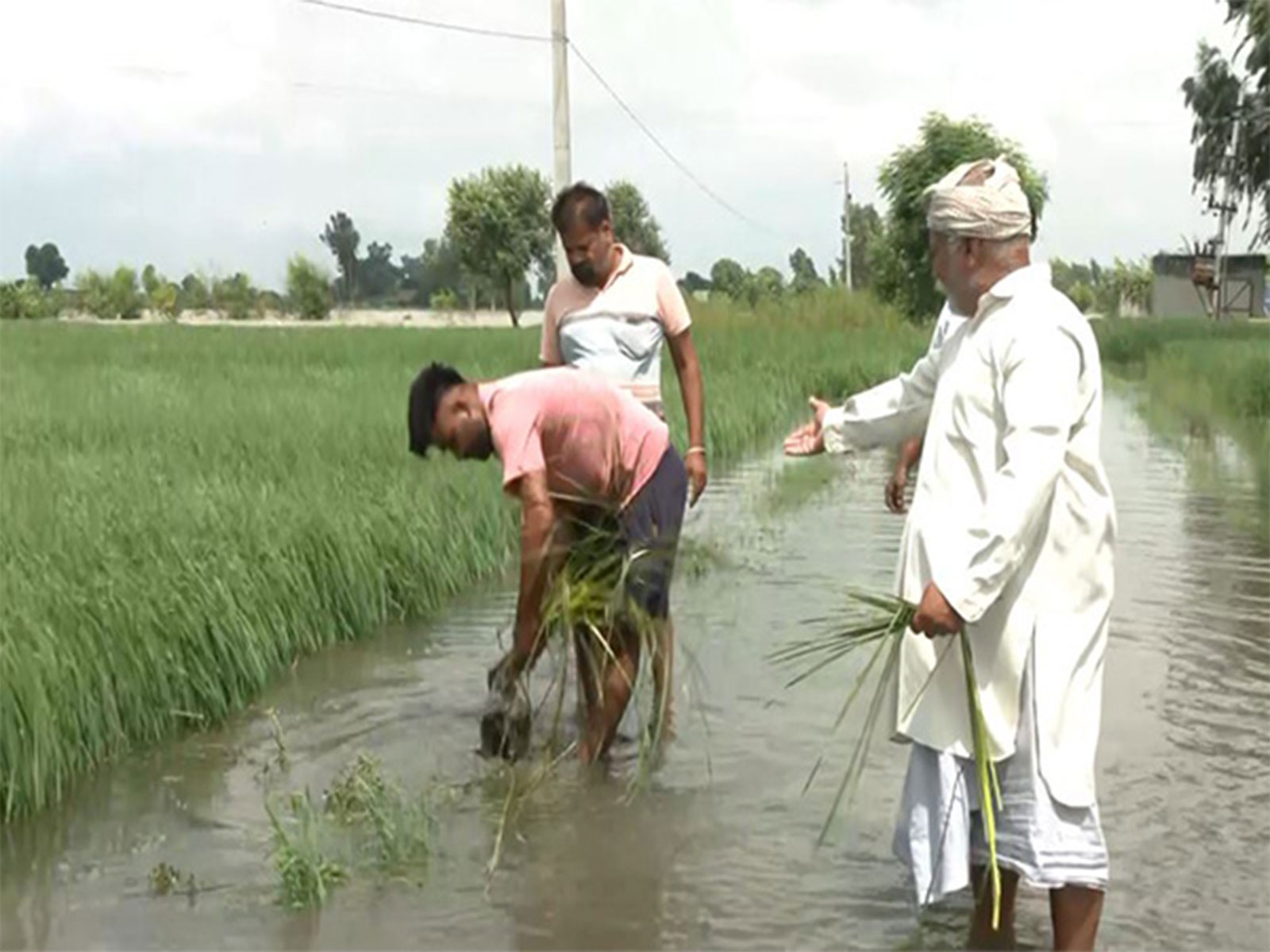 Punjab farmers suffer crop losses as Satluj water enters fields in Fazilka (Photo/ANI) Punjab farmers suffer crop losses as Satluj water enters fields in Fazilka (Photo/ANI)