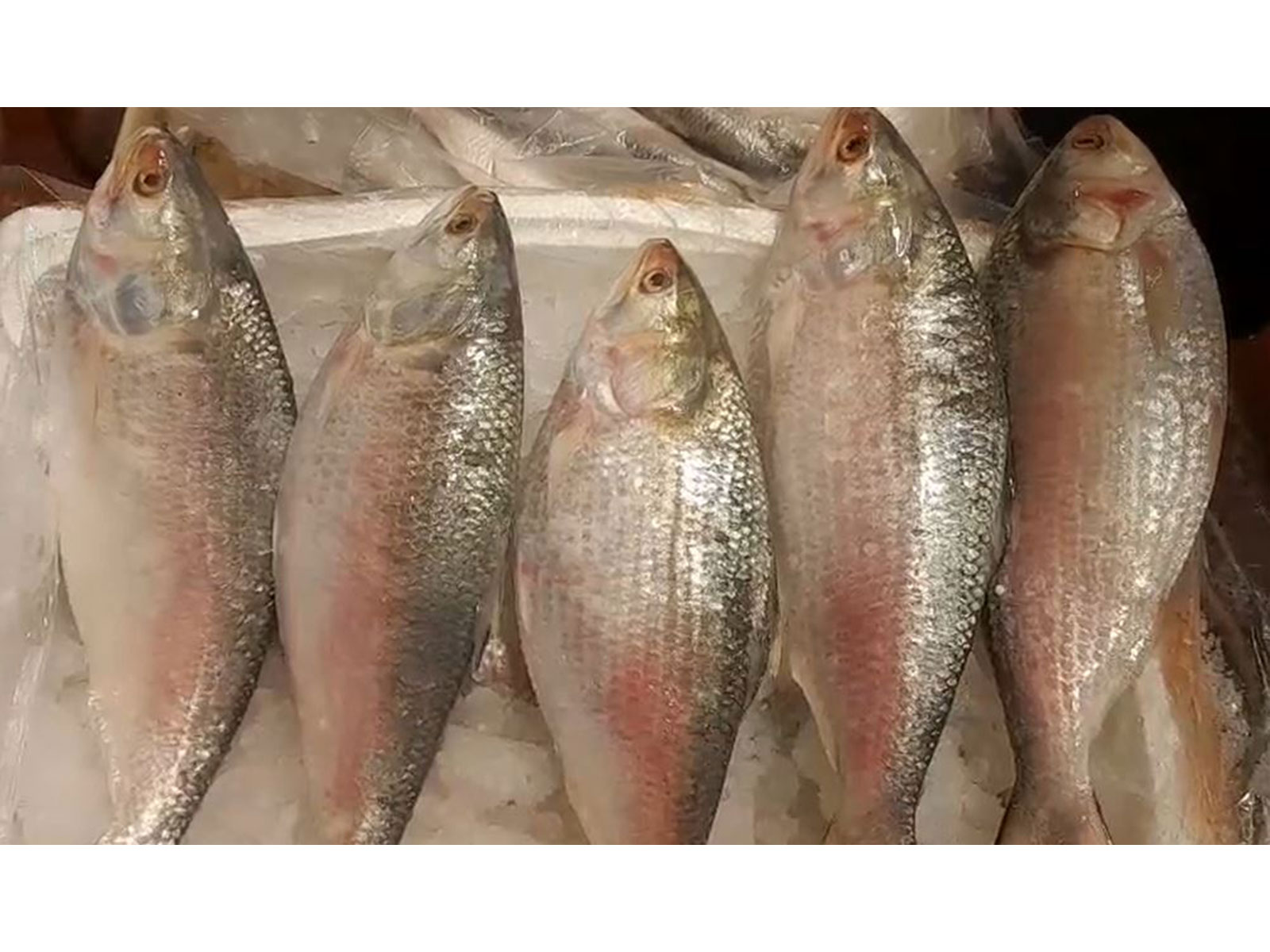 Consignment of Hilsa Fish from Bangladesh arrives at Kolkata (Photo/ANI) Consignment of Hilsa Fish from Bangladesh arrives at Kolkata (Photo/ANI)