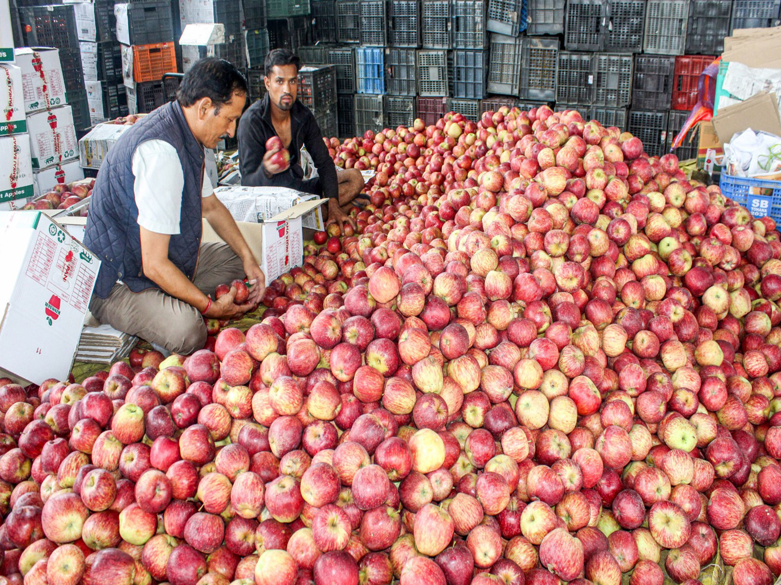 Apple packers stay busy amid harvest season in Himachal’s Kullu district (File Photo/ANI) Apple packers stay busy amid harvest season in Himachal’s Kullu district (File Photo/ANI)